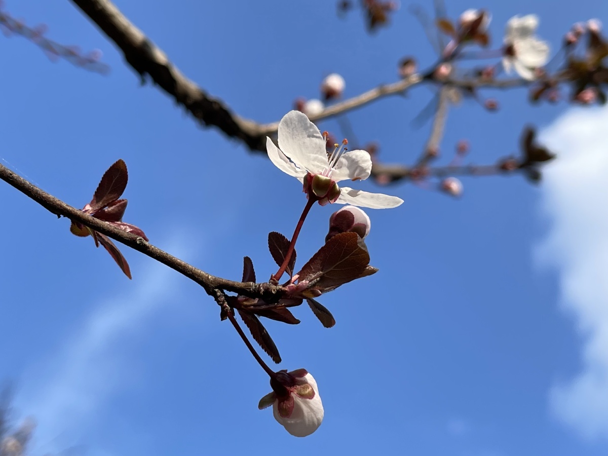 蓝天下的一抹清丽