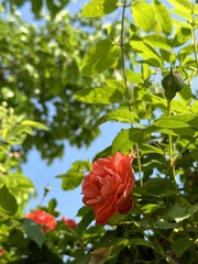 0630A806-FD9C-40B3-87F6-B1BCBC5DD338/L0/001