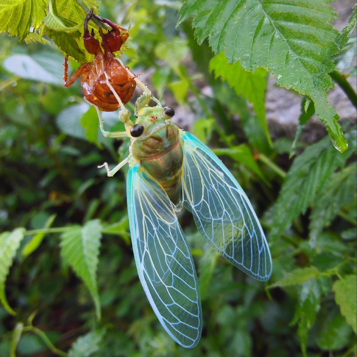16年在老家,刚出壳的知了(蝉),依稀记得那时春入夏,雨初歇,看的这个