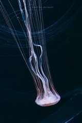 Optional("A6559547-43F7-4EF4-8898-D664B6567ECD/L0/001")