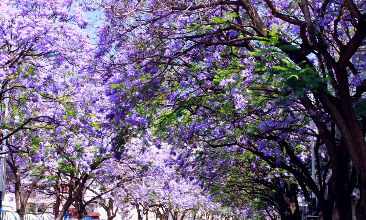 昆明教场中路网红蓝花楹
