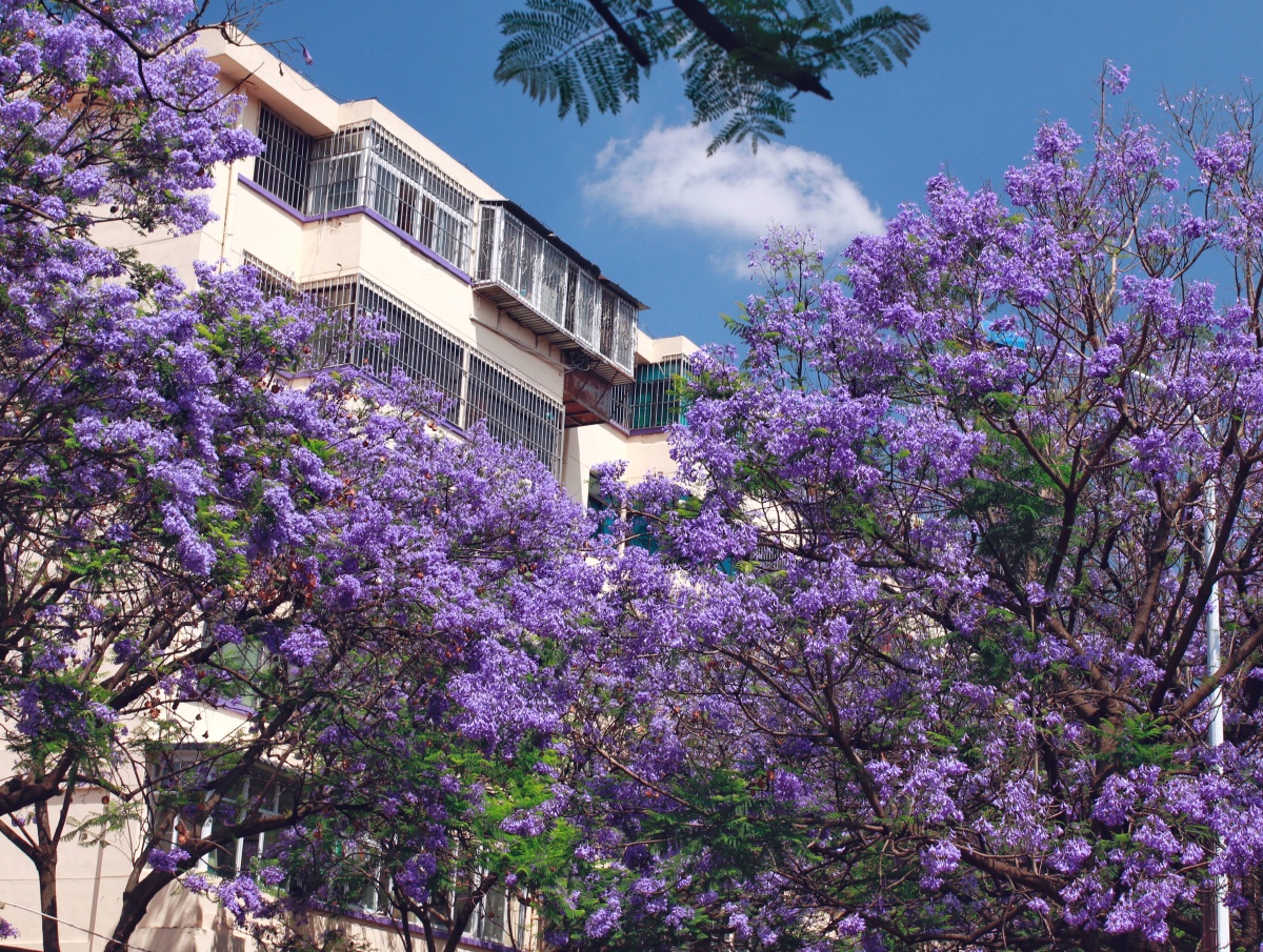 昆明教场中路网红蓝花楹