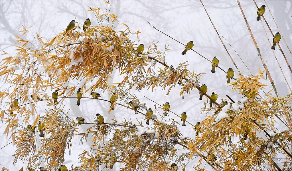 照片描述下雪天拍摄于浙江丽水山区