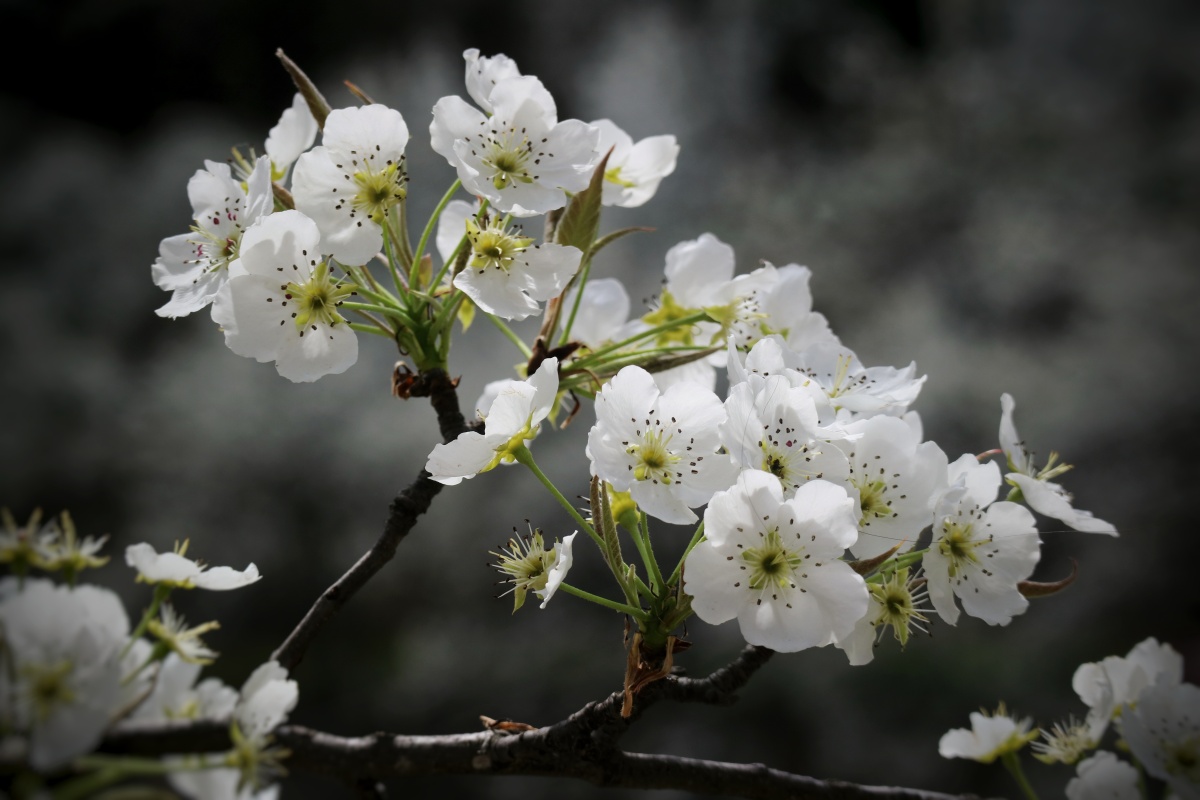 梨花又开放