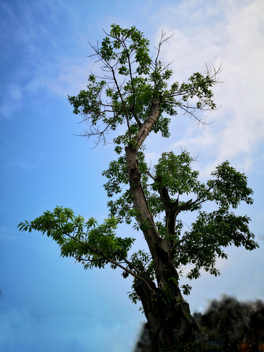 u君子不器u2021年3月12日748关注独树手机摄影协会
