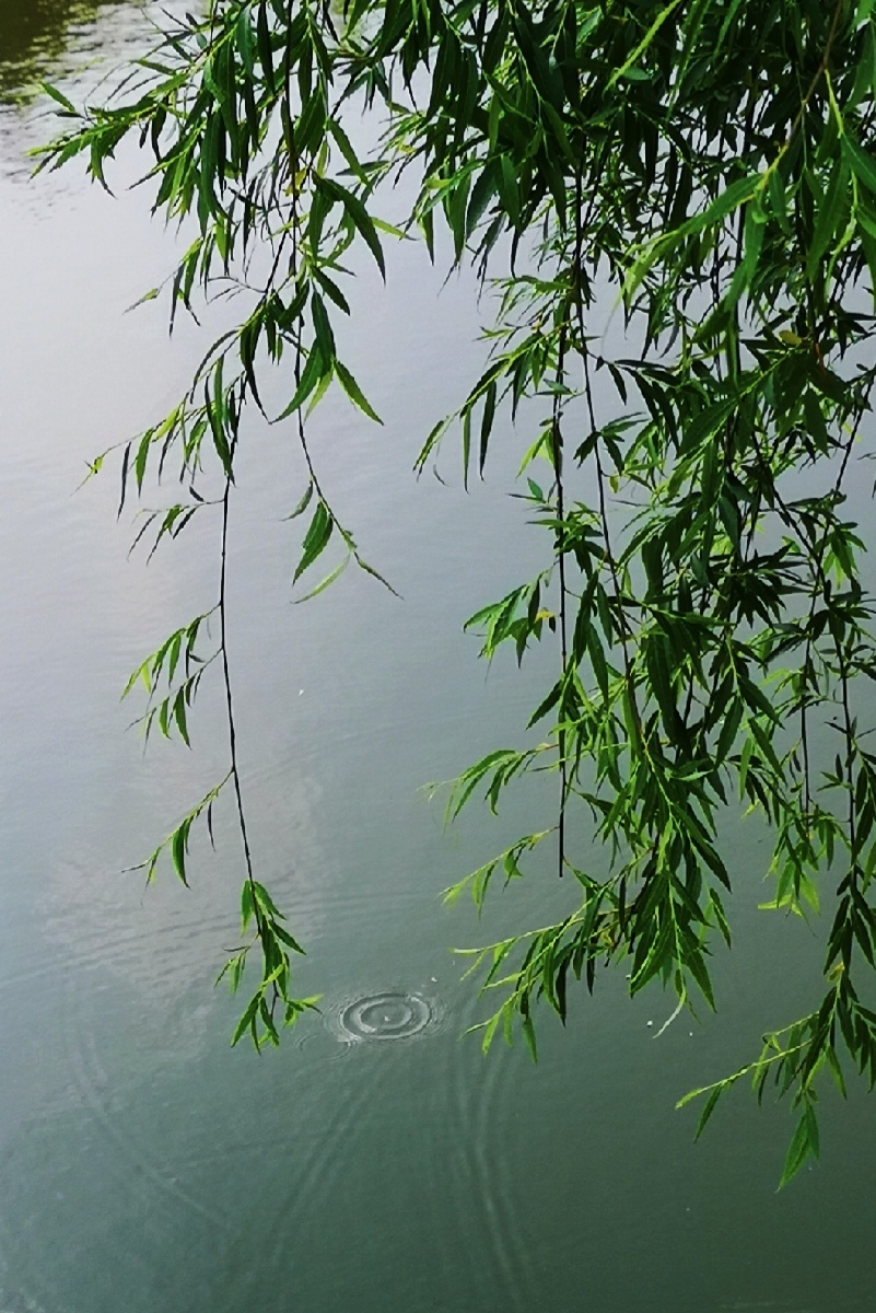 纪实摄影小组叶子植物摄影爱好者环境树木青葱的#柳树湖泊园林还没有