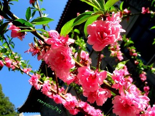 spring@PKU
