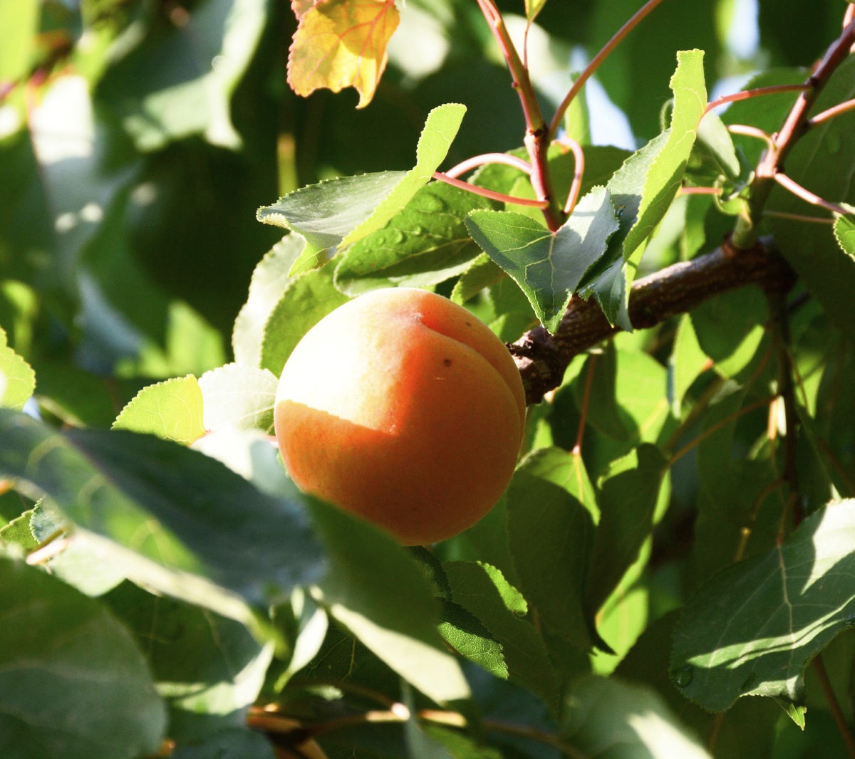 杏子熟了