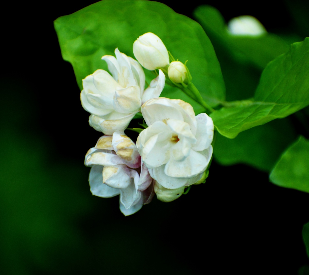 清香淡雅茉莉花
