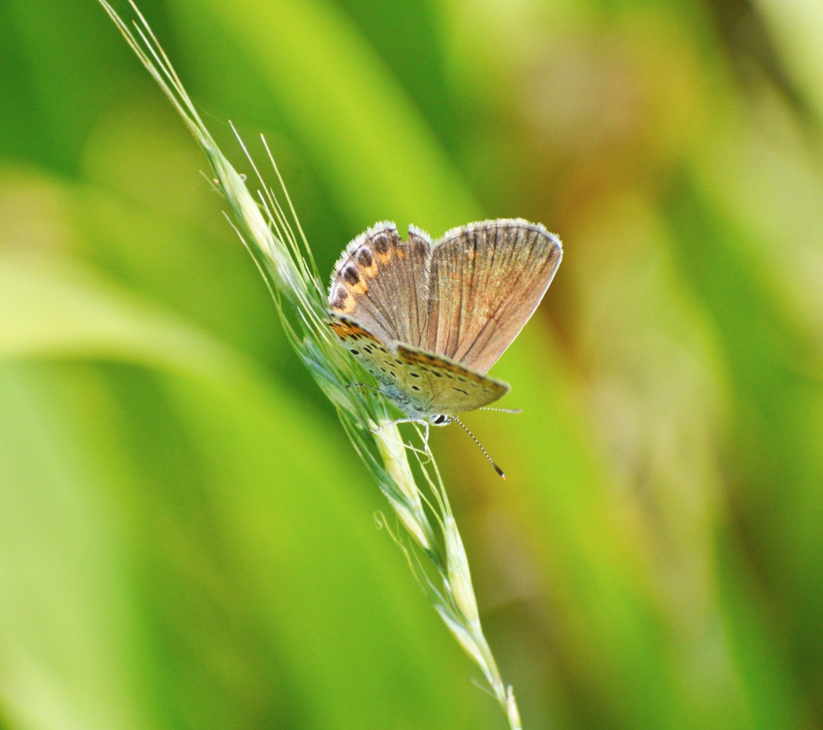 形态各异小蝴蝶
