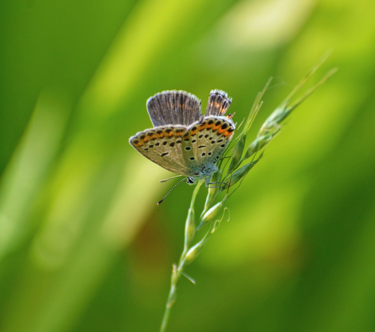 形态各异小蝴蝶