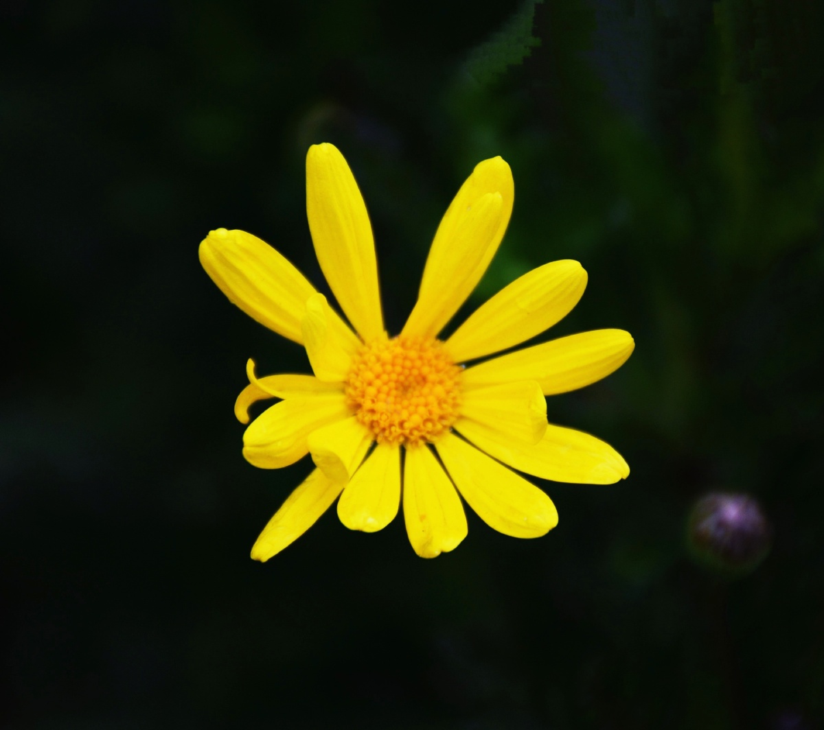 生命力极强的花儿