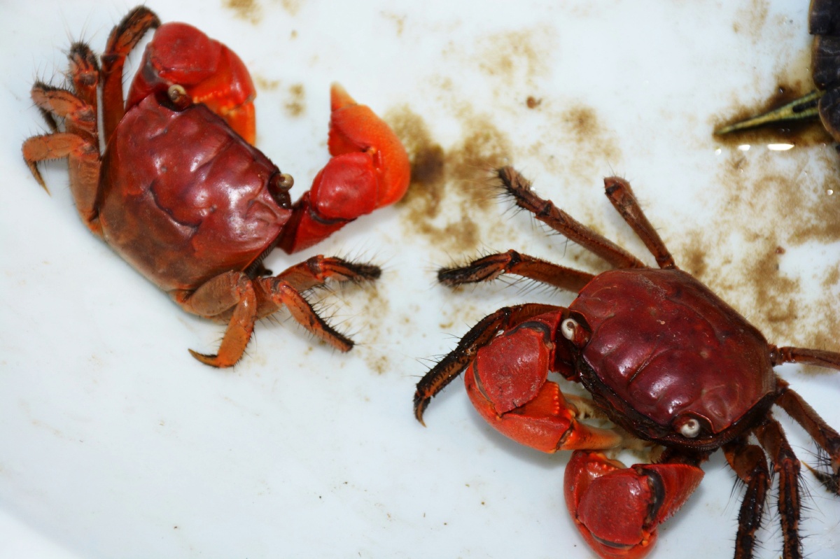 红蟹