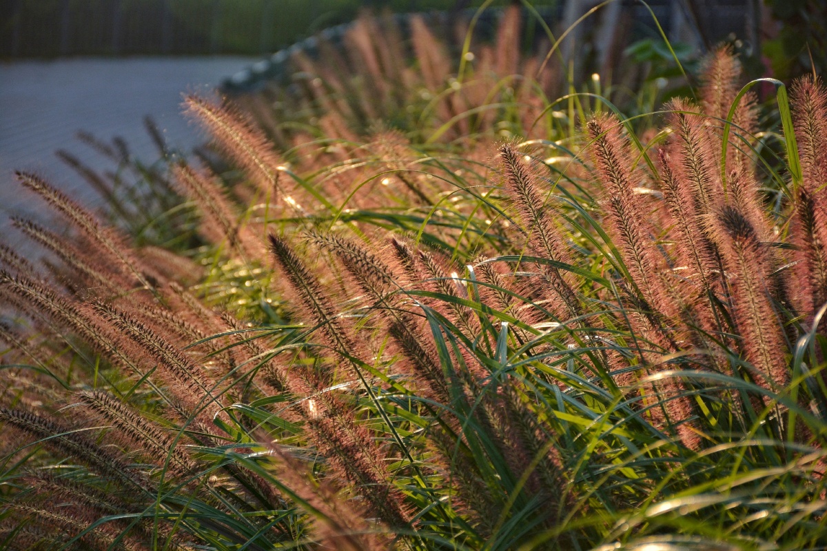 阳光下的狼尾草