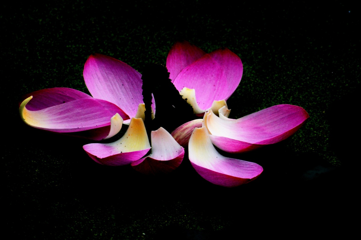 花瓣随风,飘落无声.