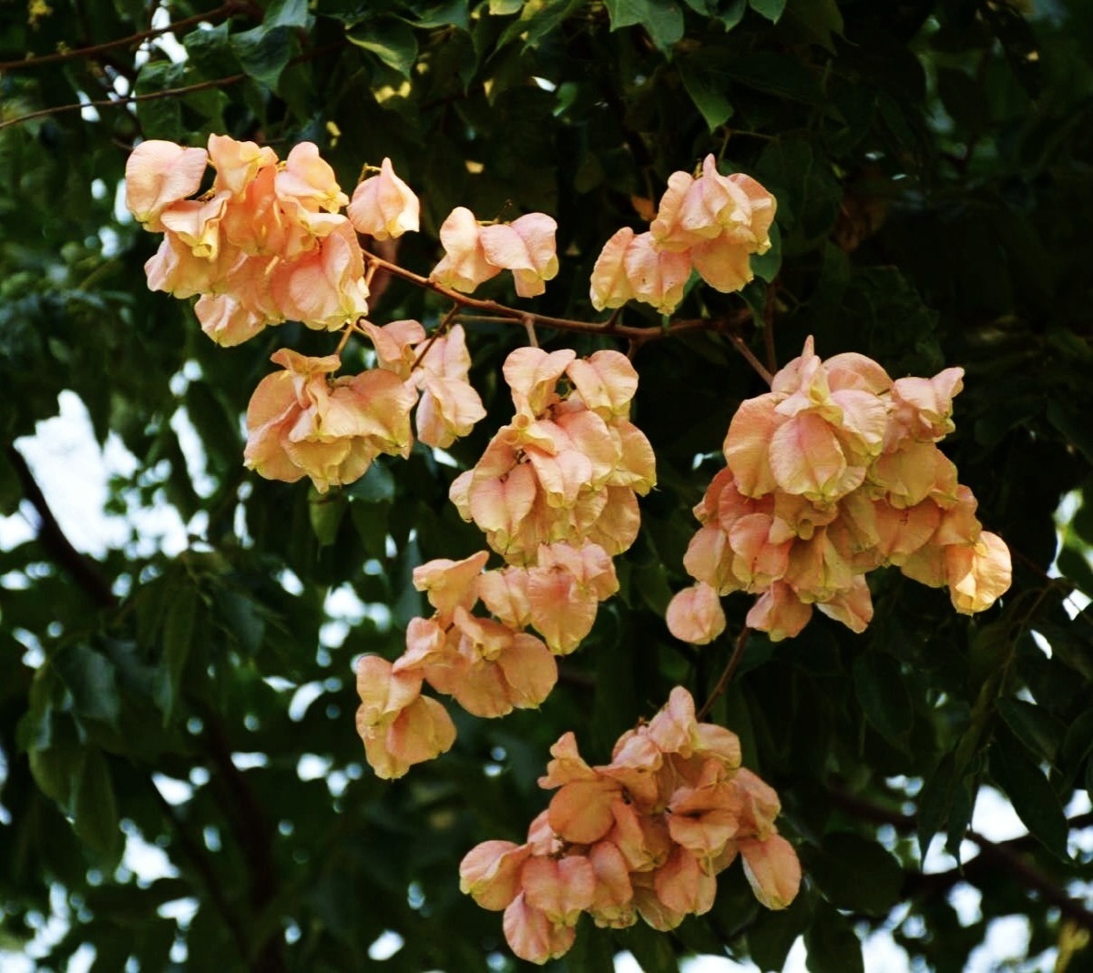 又是一年栾树盛果期