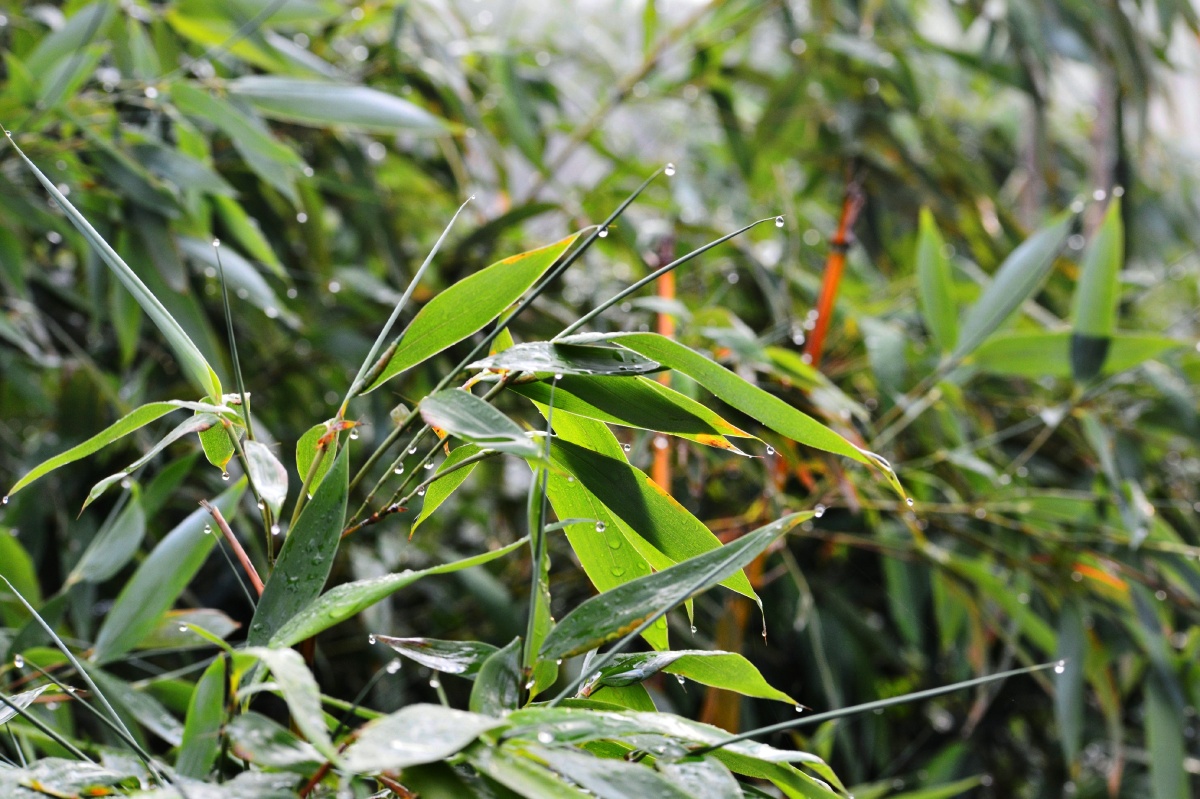 雨中翠竹