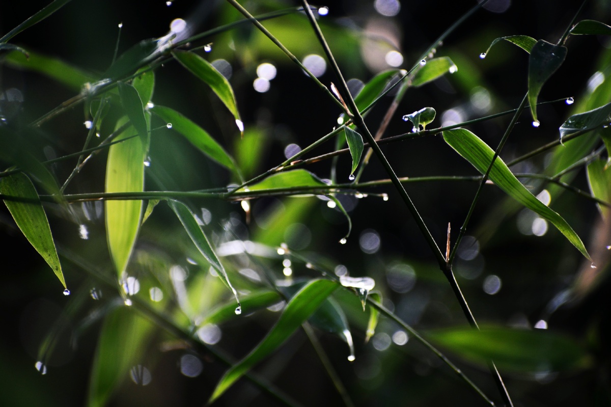 雨后翠竹