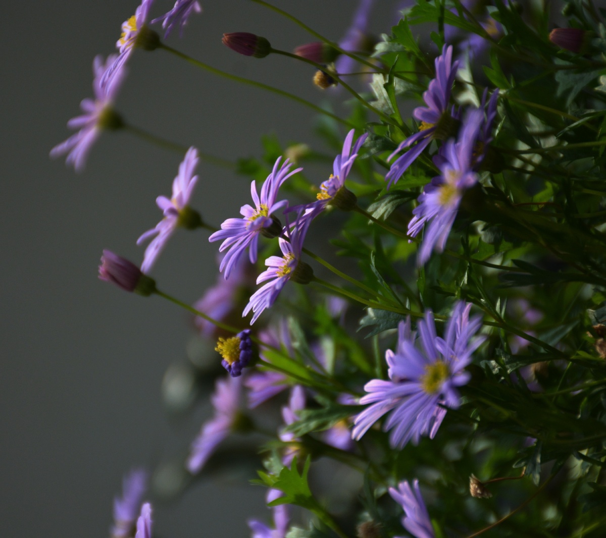 鹅河菊 - 春霞200 - 图虫