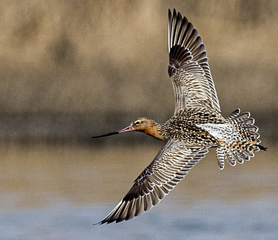 【斑尾塍鹬·飞的距离最远的鸟儿】 斑尾塍鹬每年的8—9月间,从