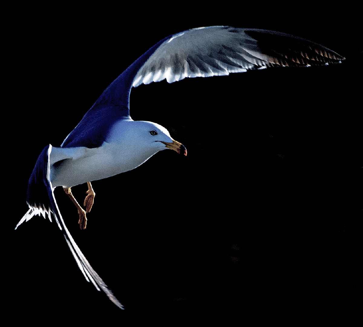 鸥鸟黑背景飞姿一组欣赏