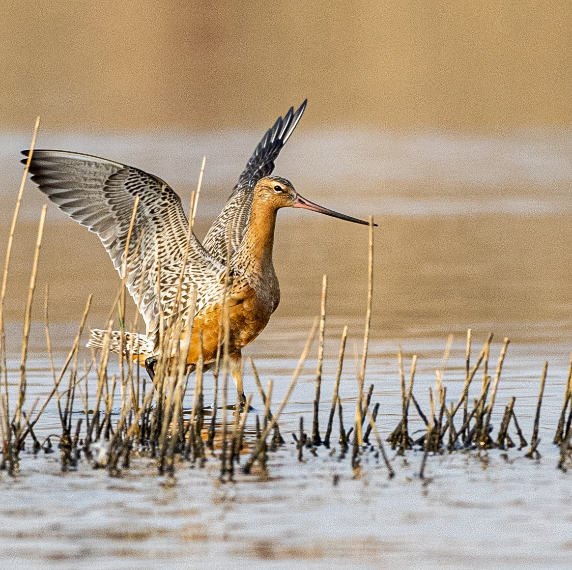 【斑尾塍鹬·飞的距离最远的鸟儿】 斑尾塍鹬每年的8—9月间,从