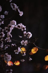 9915B0FF-23A2-45C9-86F7-C89EC496B102/L0/001