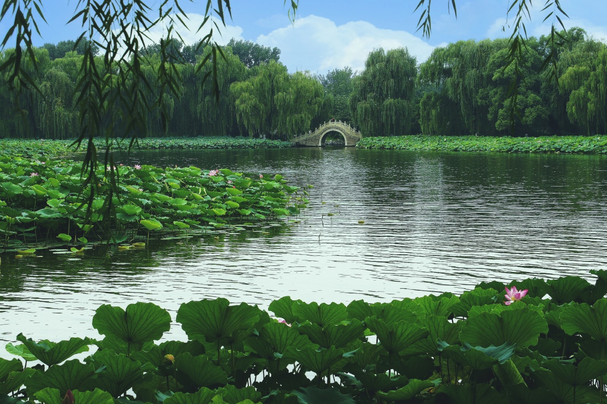 秋水荷湖摄于北京圆明园