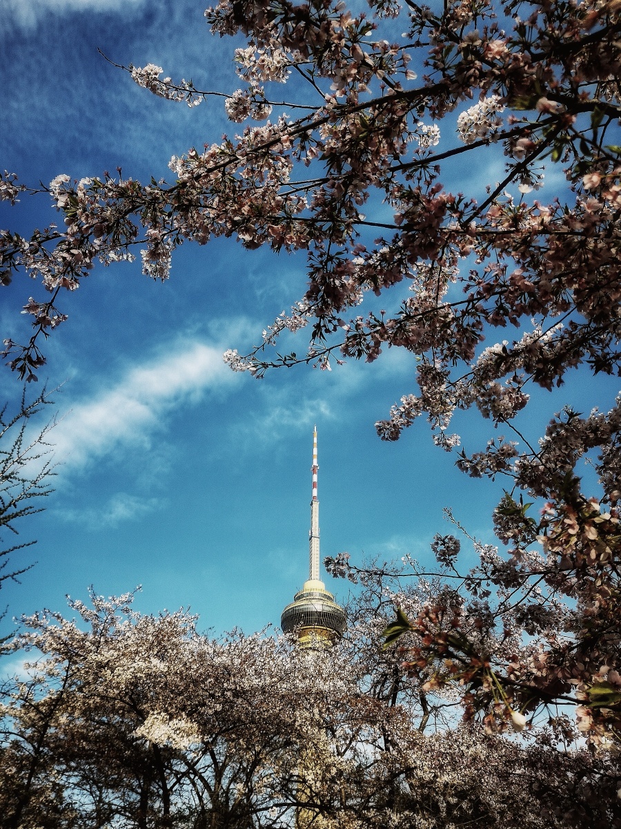 春天里的樱花摄于北京玉渊潭公园