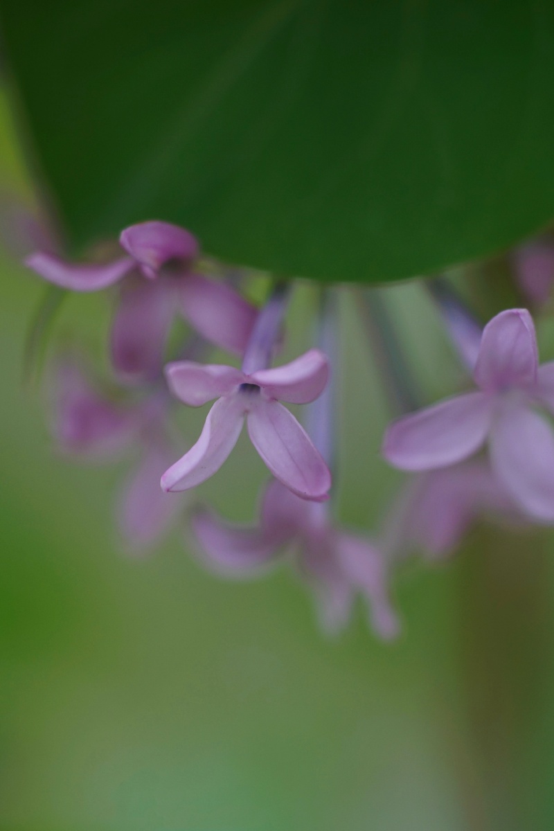 盛花期的紫丁香