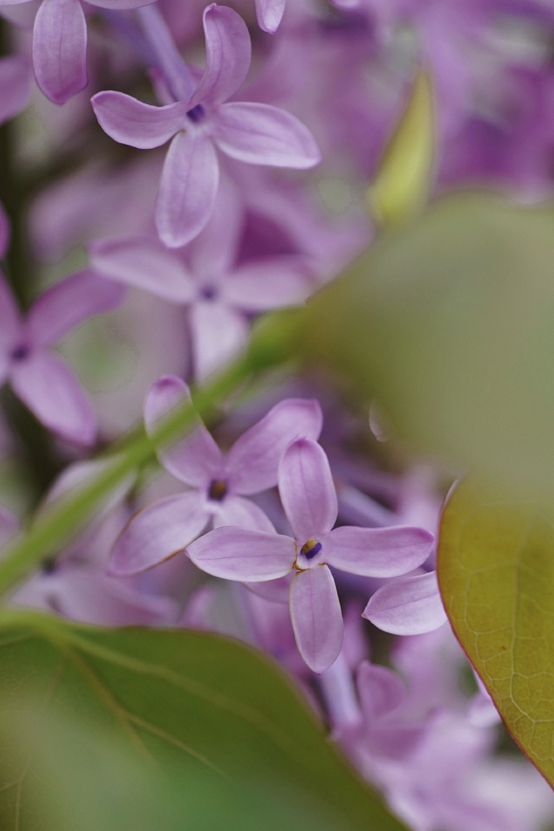 盛花期的紫丁香