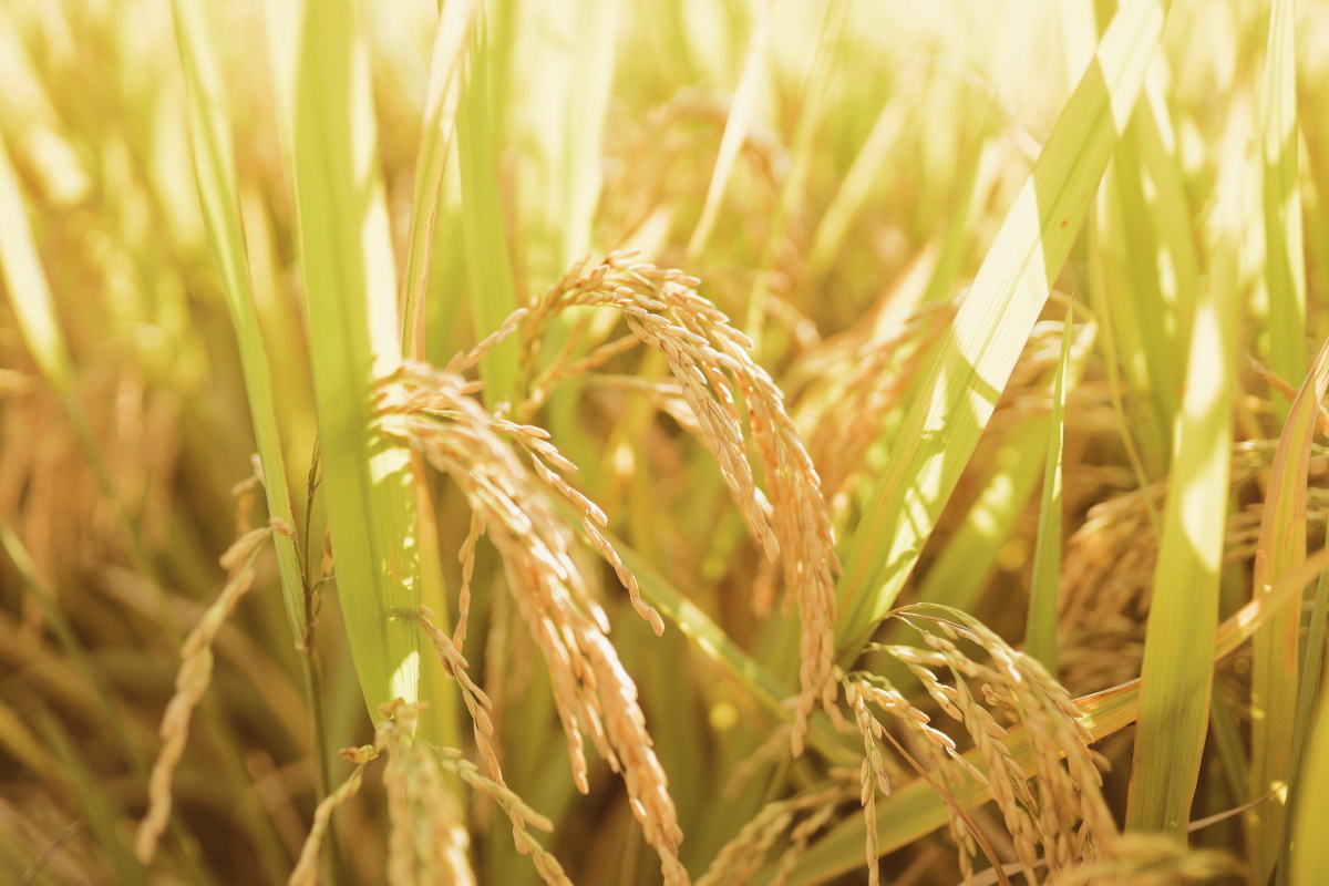 丰收的喜悦,稻谷