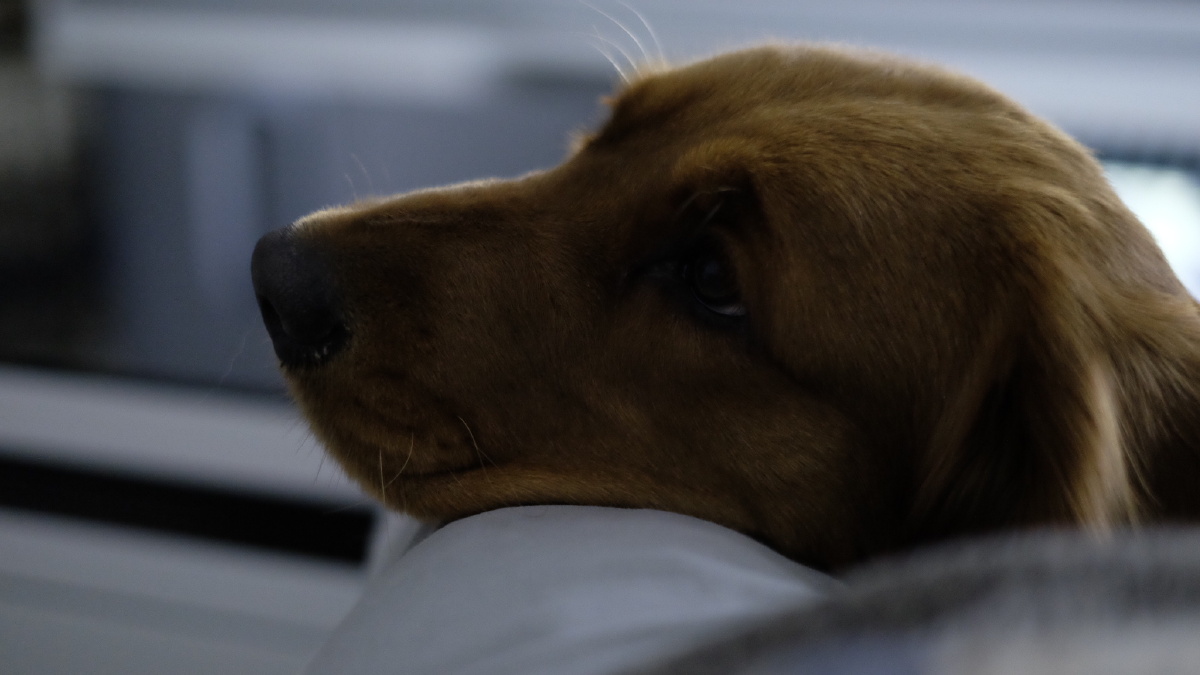 一只在思考狗生的汪