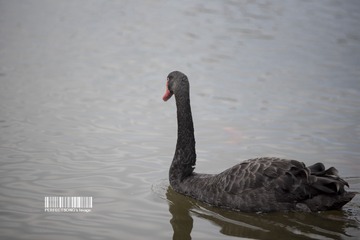 Resized_DSC_4495
