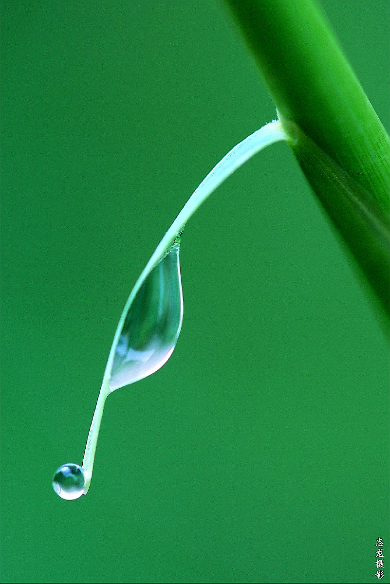 《天降甘露》之十六志龙摄影