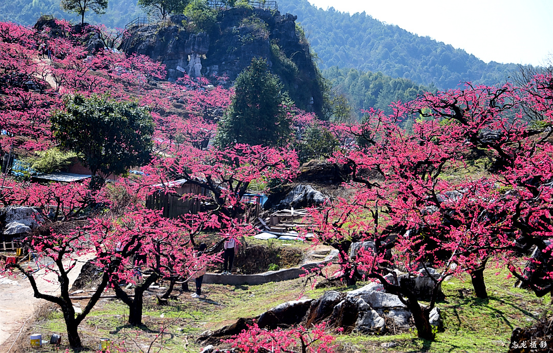 十里桃花61志龙摄影