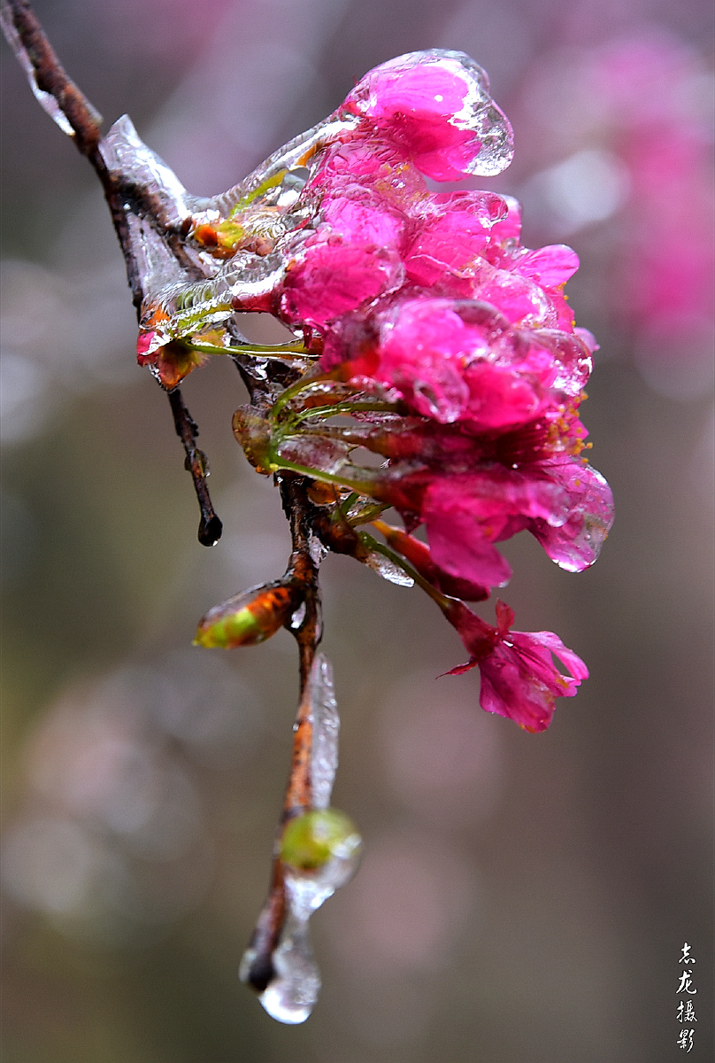 艳若桃红冷若冰霜61志龙摄影