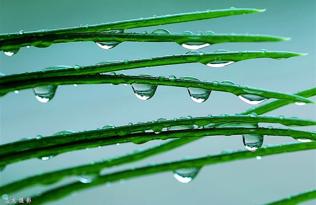 盛世沧龙2020年6月1日697关注《天降甘露》之四61志龙摄影自然摄影