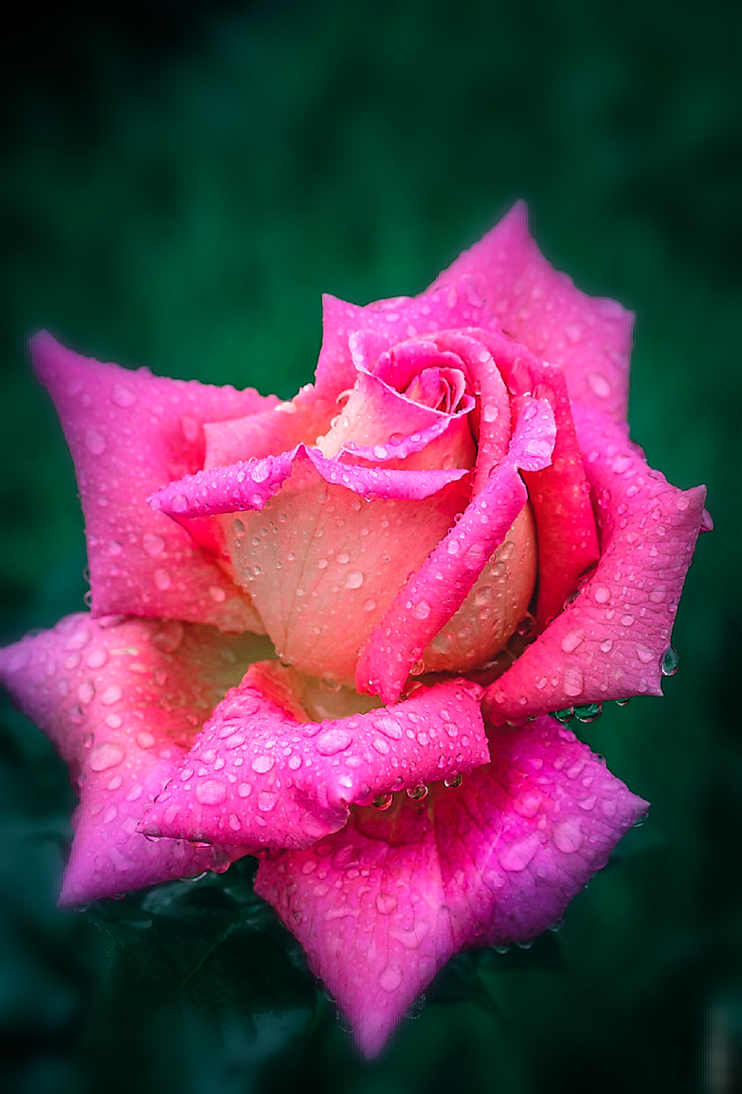 女人心中的花61志龙摄影