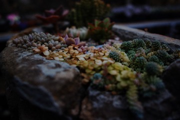 SDIM0242