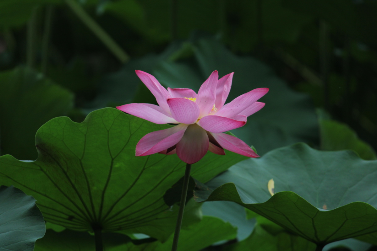 炎热的夏天太阳照在荷花上真是艳丽多彩它们给宁静的池塘增添了一份