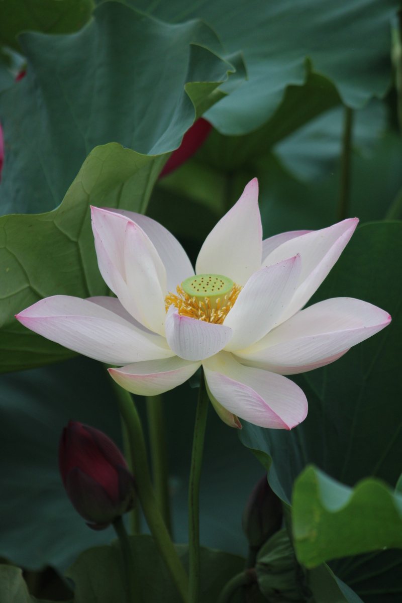 炎热的夏天太阳照在荷花上真是艳丽多彩它们给宁静的池塘增添了一份