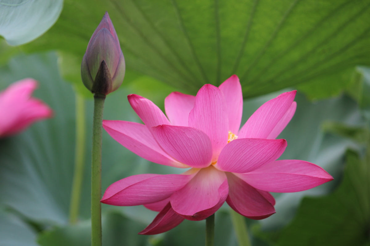 炎热的夏天太阳照在荷花上真是艳丽多彩它们给宁静的池塘增添了一份