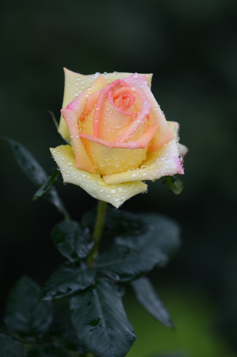 月季花