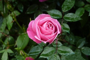 P1050568