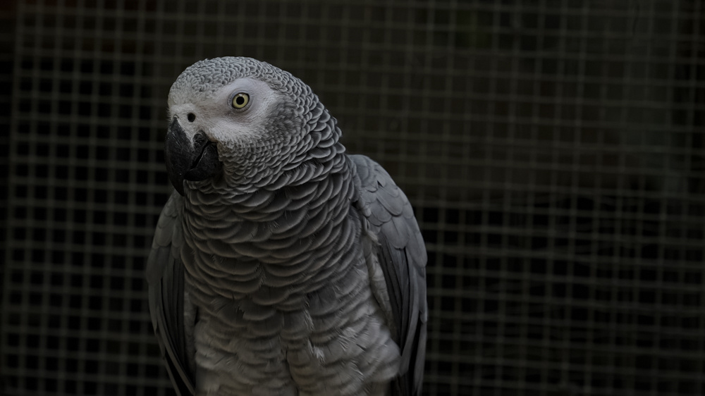 灰色的鹦鹉静静地停在树枝上,一动也不动,象是在沉思,象是有