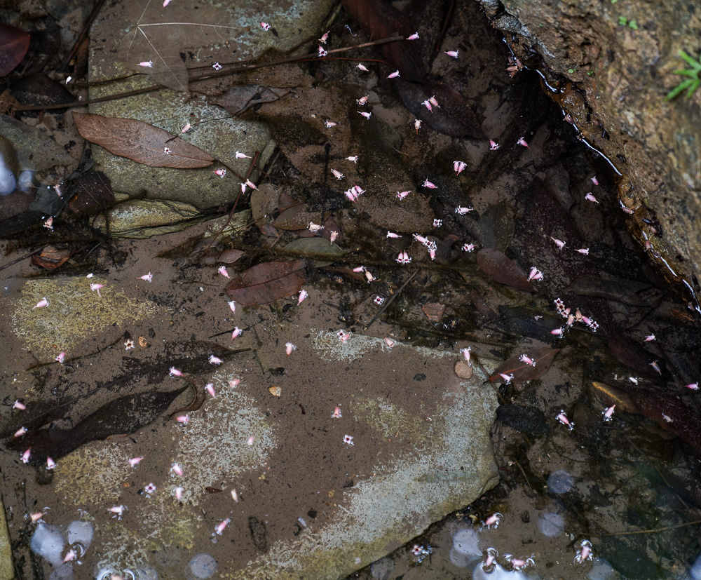 落花无意,静水有情
