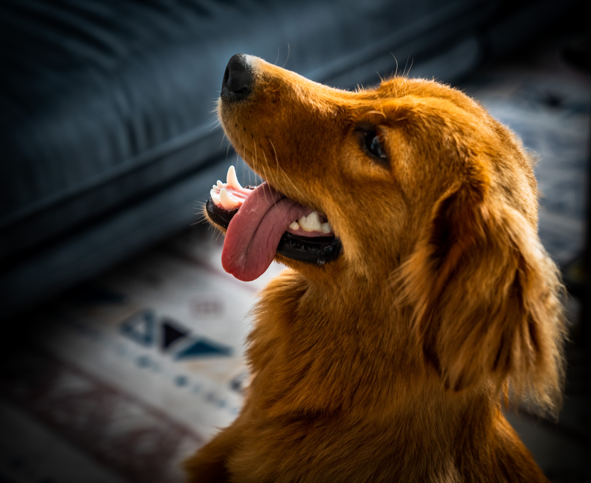 抬头裂嘴的金毛狗