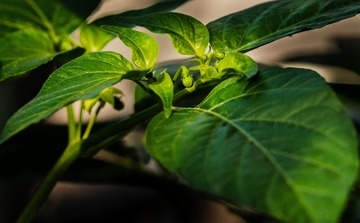 晨光里的植物