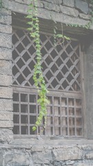 神秘的小屋